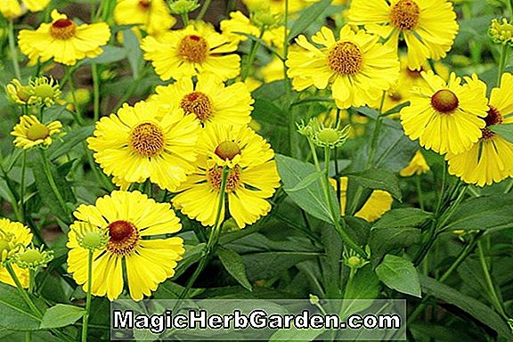 Helenium (Gold Fox Sneezeweed)