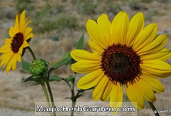 Helianthus annuus (Red Sun Sunflower)