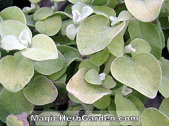 Helichrysum petiolare (Limelight Licorice Plant)