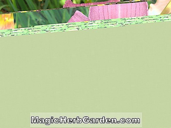 Hemerocallis hybrida (Siloam Tom Howard Daylily)