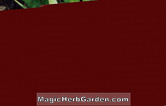 Hemerocallis hybrida (Little Business Daylily)