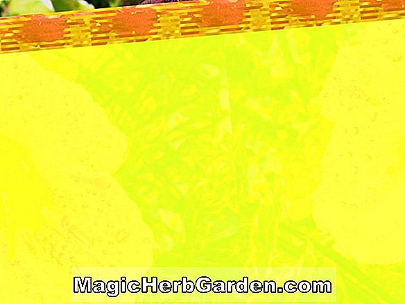 Hemerocallis hybrida (Ben Adams Daylily)