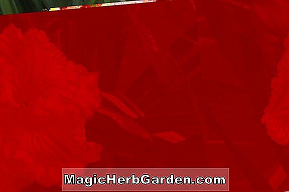 Hemerocallis hybrida (Mary Todd Daylily)
