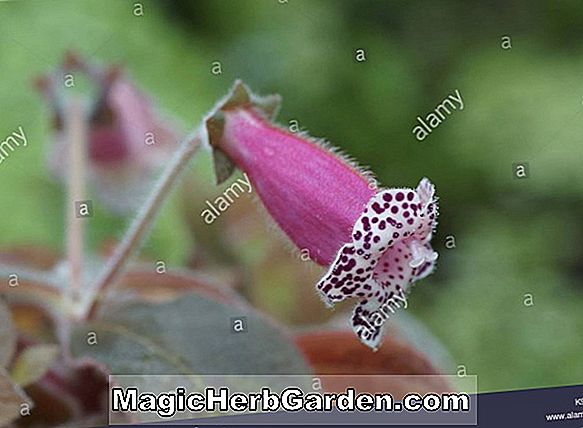 Hemerocallis hybrida (Rose Emily Daylily)