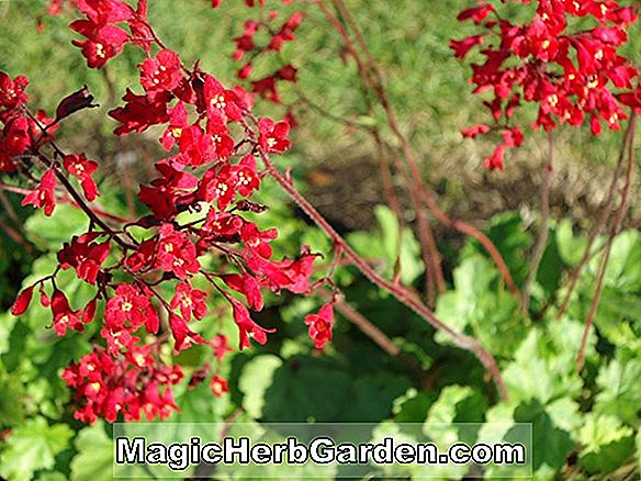 Pflanzen: Heuchera sanguinea (Cherry Splash Korallenglocken)