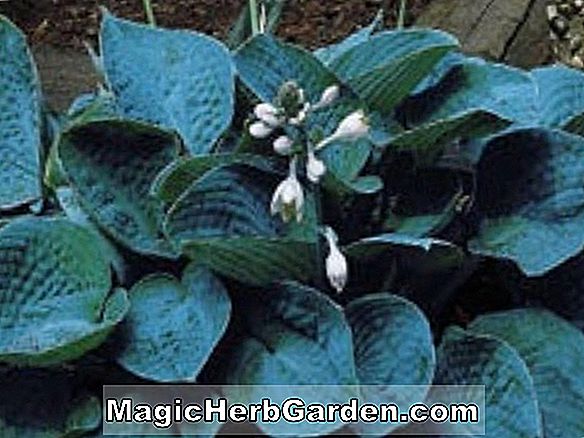 Planter: Hosta (Bressingham Blue Hosta)