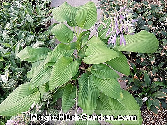 Hosta (Goldbrook Plantain Lily)