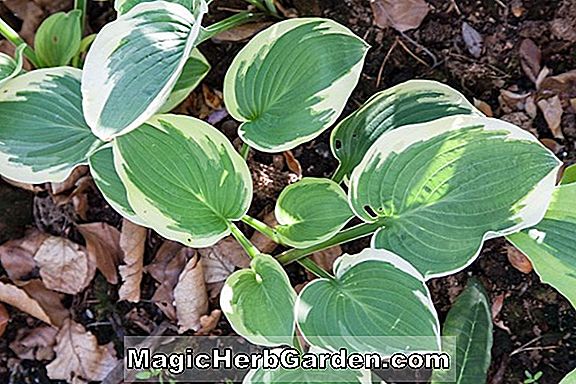 Planter: Hosta (Lakeside Black Satin Plantain Lily)