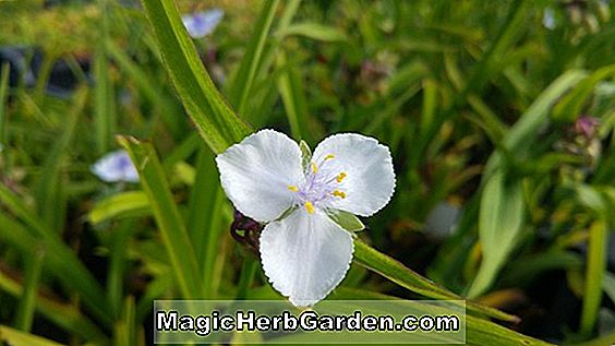 Hosta (Osprey Plantain Lily)
