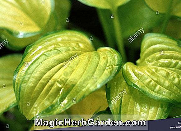 Hosta (Ananas Poll Plantain Lily)