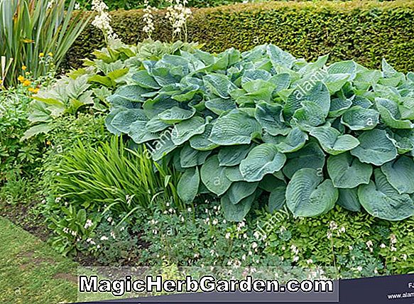 Hosta (Abiqua Moonbean Plantain lily)