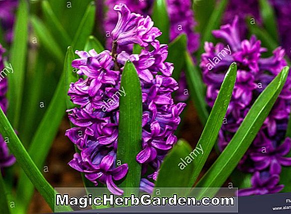 Hyacinthus orientalis (Anna Marie Dutch Hyacinth)