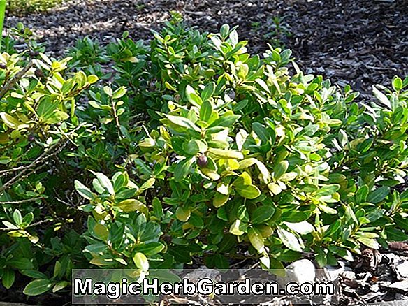 Planter: Ilex crenata (Monmouth Holly)