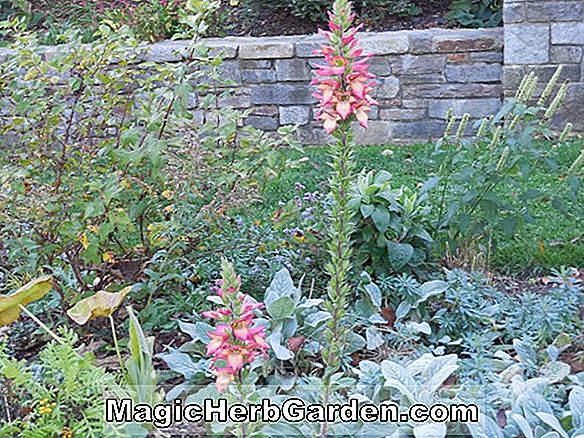 Ilex crenata (Fairyland Holly)