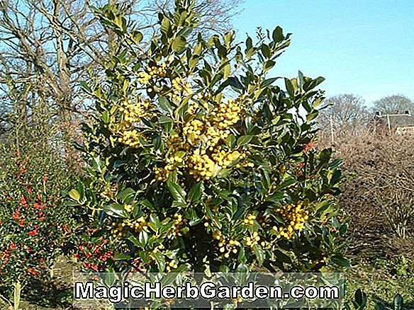 Ilex opaca (Helen Hahn)