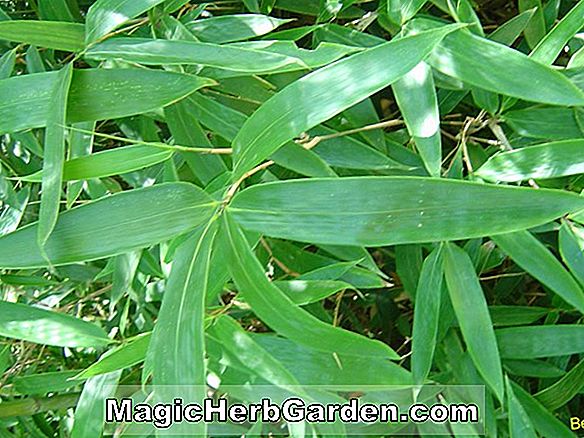 Indocalamus tessellatus (Bamboo)