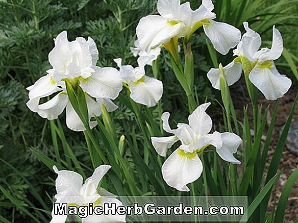 Iris (White Queen Iris)