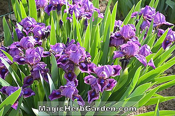 Pflanzen: Iris (Creme Chantilly Iris) - #2