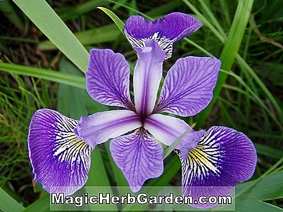 Iris (Imperial Sun Iris) - #2