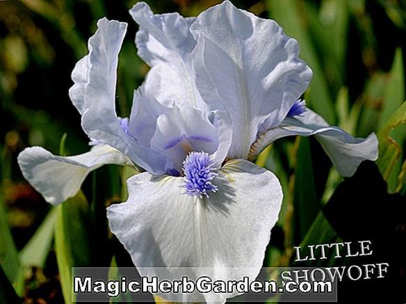 Iris (Zitronen-Nebel-hohe Schwertlilie)