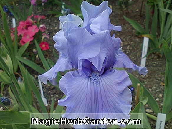 Planter: Iris (Maui Surf Border Bearded Iris)
