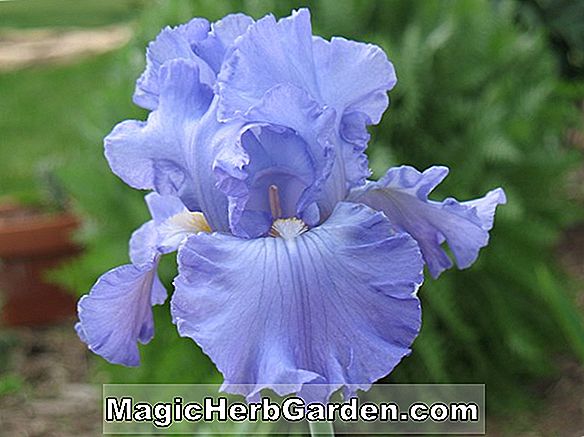 Iris (Purple Parosol Japanese Beardless Iris)