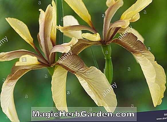 Iris foetidissima (Stinkende Gladwyn)