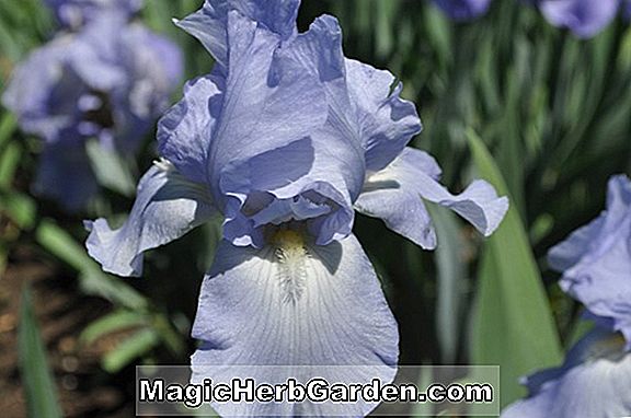 Iris Germanica (Mary Randall Iris) - #2