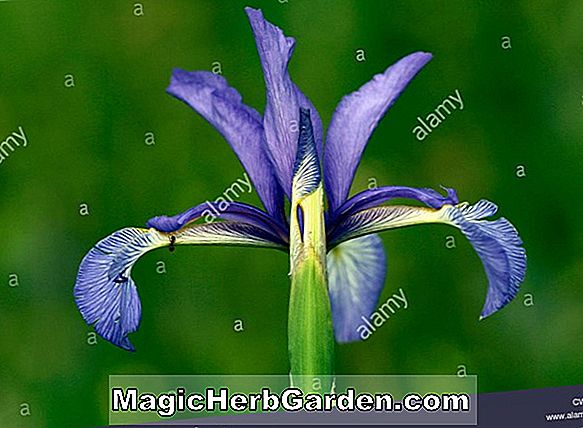 Iris graminea (Spuria Beardless Iris)