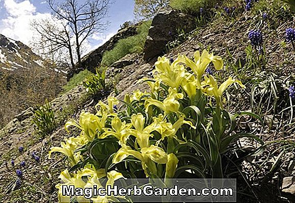 Iris kerneriana (Iris sans barbe Spuria)