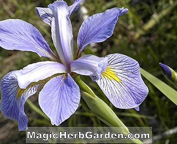 Iris korolkowii, f. violacea (Regelia Bearded Iris)