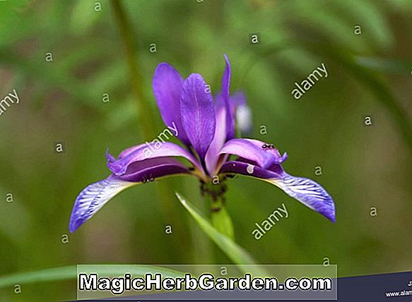 Iris ochroleuca (Spuria Beardless Iris)