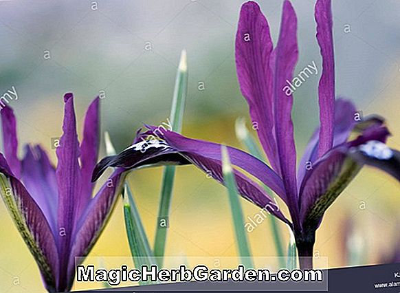 Iris reticulata (Reticulata Bulbous Beardless Iris)