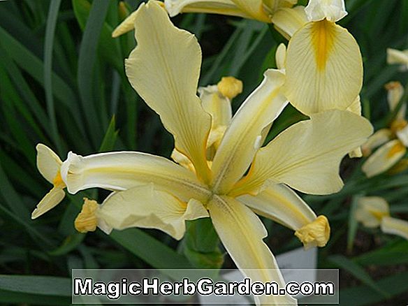 Iris hoogiana (Regelia Bearded Iris)