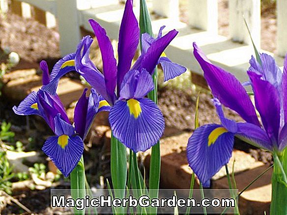 Planter: Iris tingitana (Wedgwood Iris) - #2