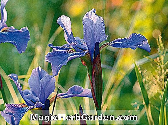 Iris versicolor (Rosea Laevigatae Beardless Iris)