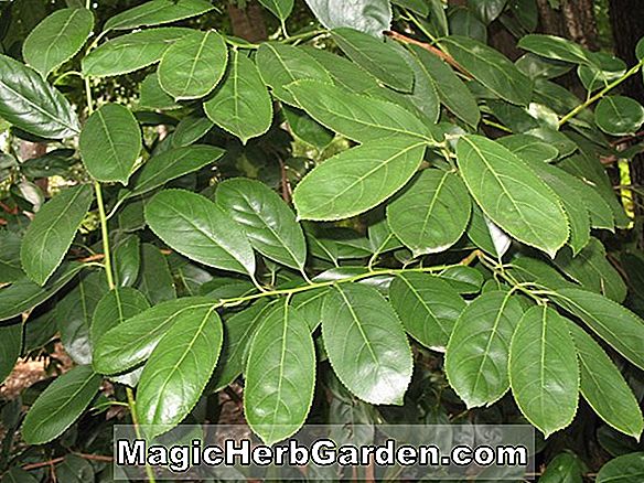 Planter: Itea yunnanensis (Itea)