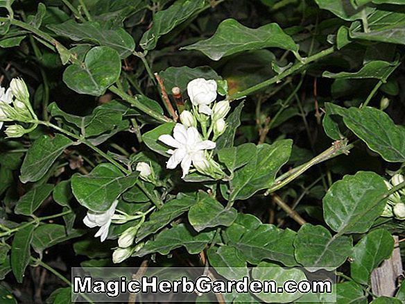 Planter: Jasminum Sambac (Arabisk Jasmine)