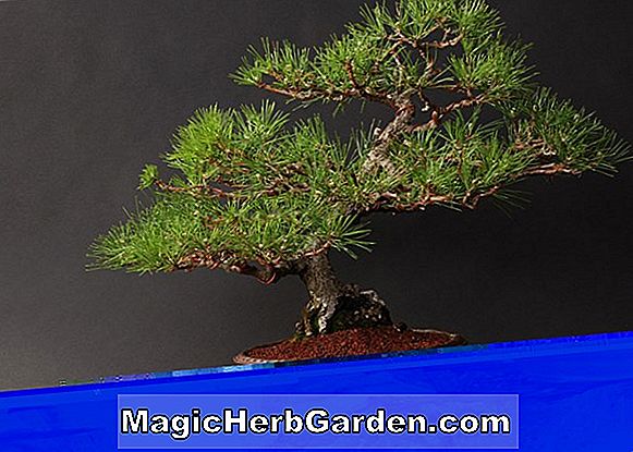 Juniperus chinensis (Story Chinese Juniper)