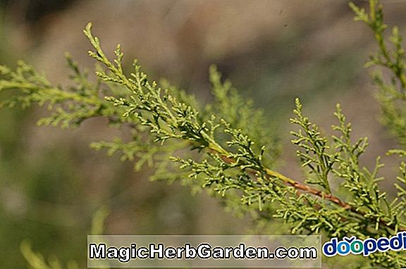 Juniperus chinensis (Sargentii Compacta Chinese Juniper)