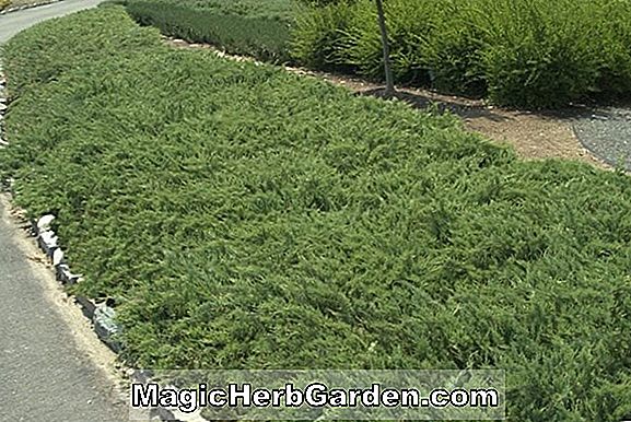 Planter: Juniperus horizontalis (Huntington Blue Creeping Juniper)