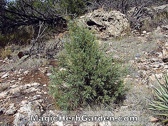 Pflanzen: Juniperus scopulorum (Fairview Wacholder)
