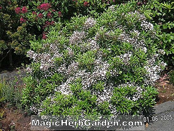 Kalmia latifolia (Emerald Sheen Mountain Laurel)