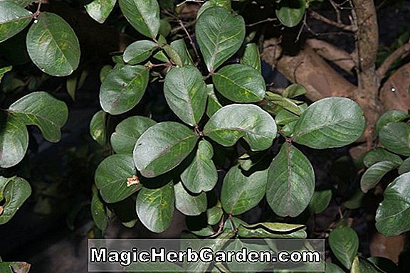 Planter: Lagerstroemia indica (Zuni Crapemyrtle)