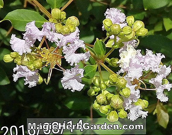 Lagerstroemia indica (Praire Lace Crapemyrtle) - #2