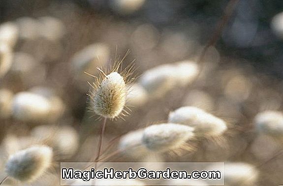 Lagurus ovatus (Hare's Tail Grass)