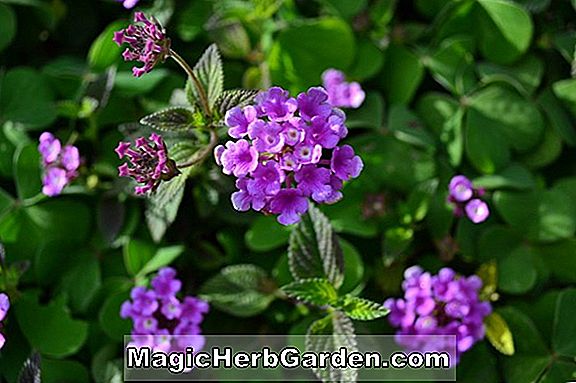 Lantana montevidensis (Sunburst Lantana)