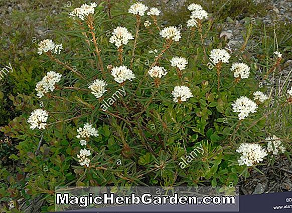 Ledum palustre (Wild Rosemary)