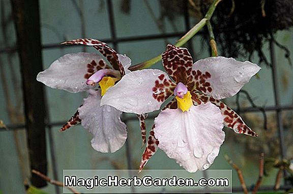 Lemboglossum rossii (Lemboglossum Orchid)