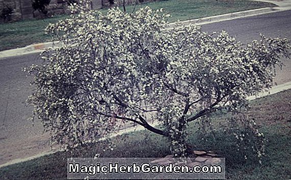 Leptospermum polygalifolium (Flavescens Tee Tree)